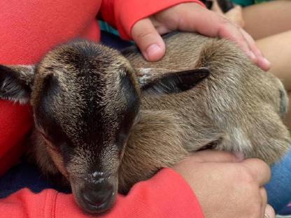 Bild 4:Mini-Zwergziege reserviert