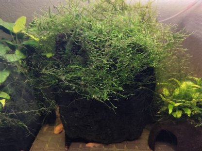 Bild 2:Aquarium mit kompletter Deko, Filter, Füllspektrum, Lampe