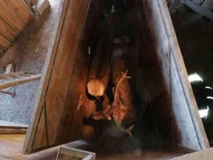 Bild 4:Rotwild, Hirsche, Wild