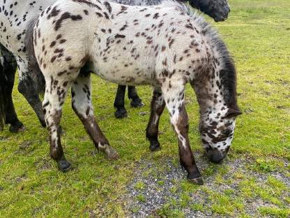 Bild 3:Tigernoriker Hengstfohlen