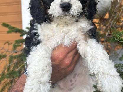 Cavapoo Welpen (Cavalier/Zwergpudel)
