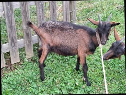 Bild 2:weibliches Pinzgauer Ziegenkitz