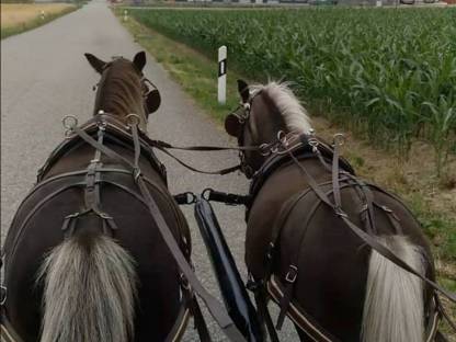 Bild 9:Classic Pony Wallache Gespann