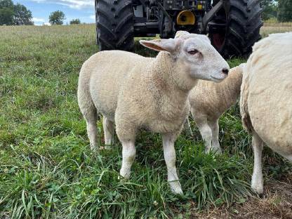 Bio Texel Widder