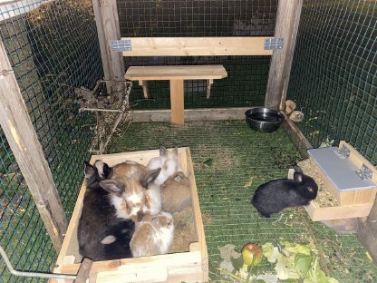 Bild 6:Zwergkaninchen