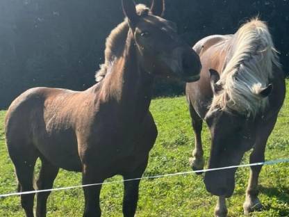 Bild 6:Gurktal Diamant XVII