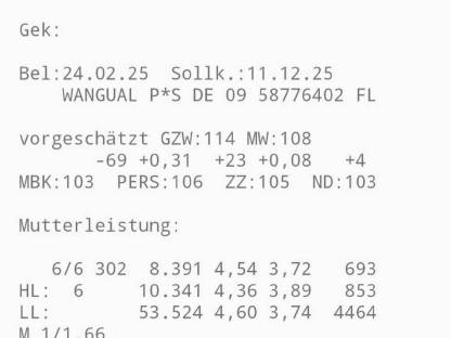 Fleckviehzuchtkalbin trächtig
