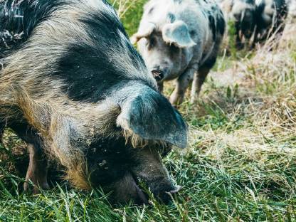 Bio-Turopolje Mastschweine