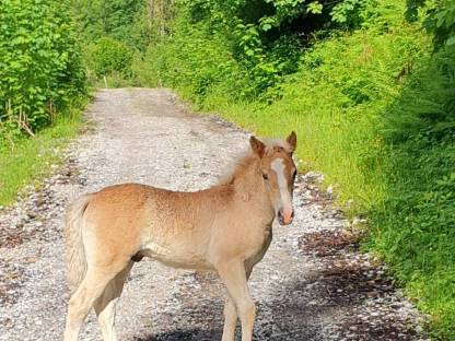 Haflinger Hengstfohlen