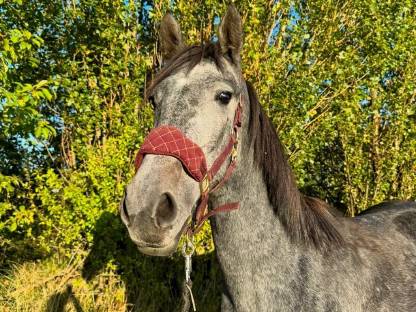 Bild 2:Warmblutstute 3-jährig