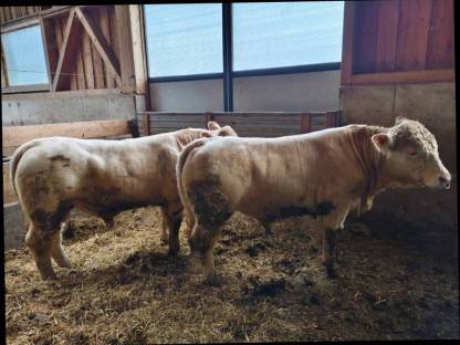 Charolais Rinder