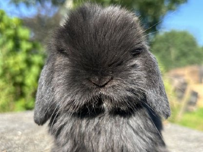 Mini Lop Minilop Miniwidder Zwergwidder Kaninchenbabys
