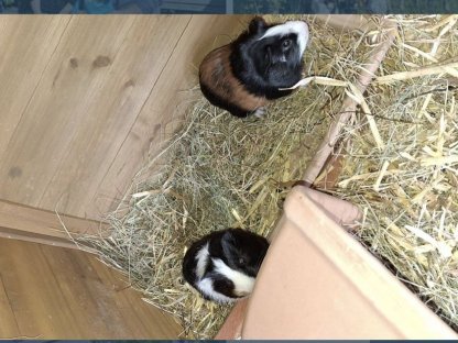 3 männliche junge Meerschweinchen
