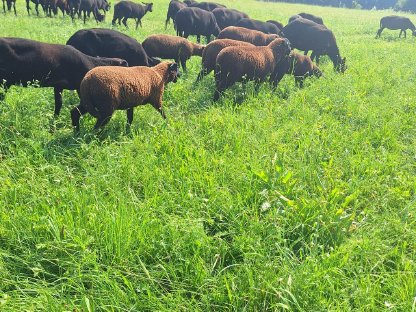 Bild 6:Jura-Lämmer, weiblich und männlich
