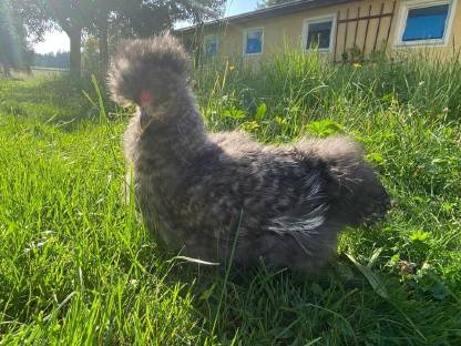 Bild 9:Seidenhühner