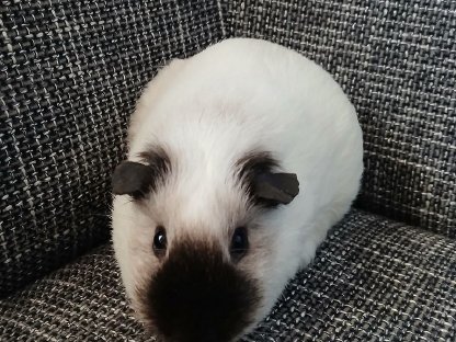 Bild 2:Meerschweinchen