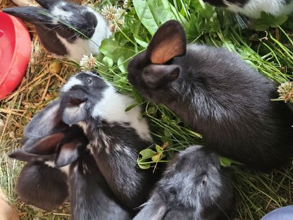 Bild 3:Kaninchen, Hasen