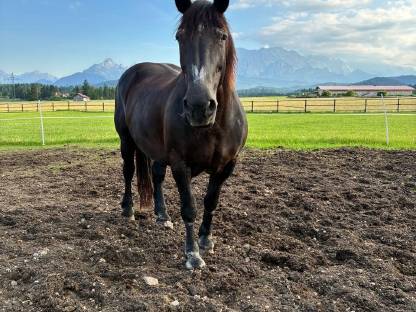 Bild 5:Noriker Rappstute