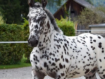 Bild 4:Heimat Vulkan Noriker Tiger Hengstfohlen zu verkaufen