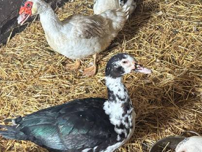 Bild 5:Warzenenten und Laufenten