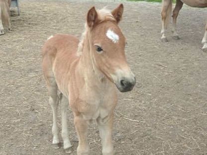 Bild 6:Verkaufe Tiroler Haflinger Stutfohlen