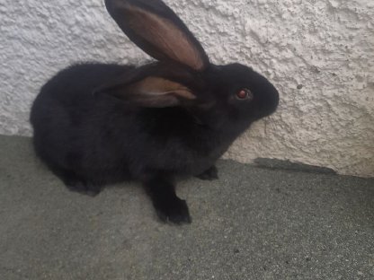 Bild 3:Verkaufe junge Deutsche Riesenschecken