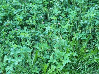 Silageballen