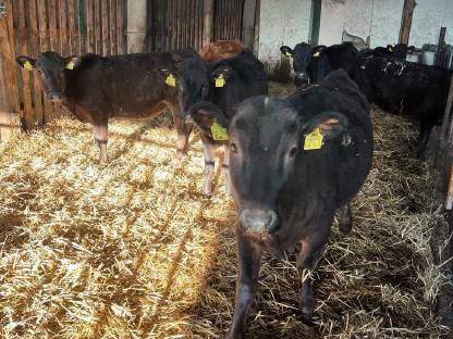 Bild 4:Wagyu Fullblood Absetzer