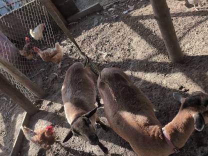 Bild 3:Kamerun-Schafe