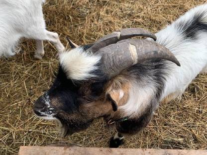 Zwergziegenbock, Zwergziege, Kitze