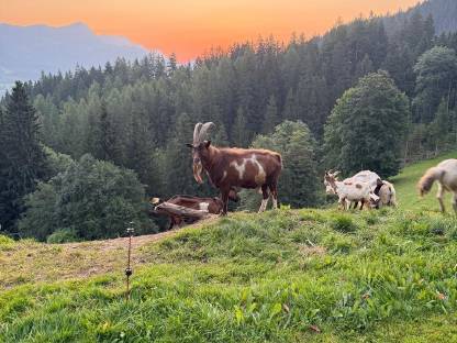 Ziegenbock Bio