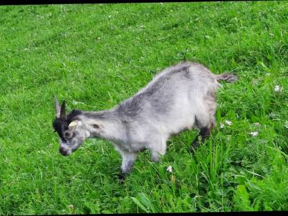 Bild 6:Blobeziegenkitz männlich