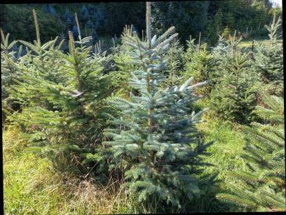 Christbäume, Dekobäume