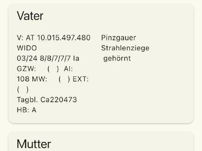 Bild 6:Pinzgauer Strahlenziegenbock