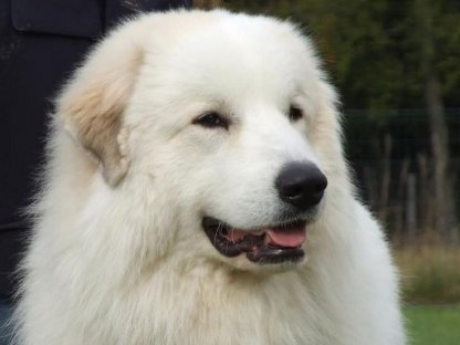 Bild 3:Wir erwarten Pyrenäenberghunde-Welpen