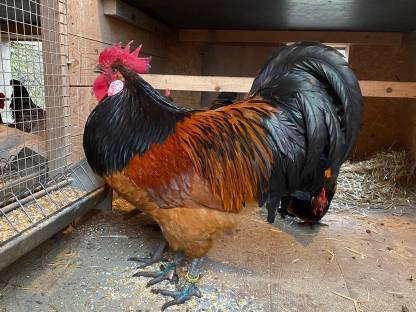 Bild 4:Vorwerk-Bruteier