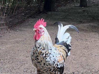 Bild 2:Charmante Gockel zu vergeben