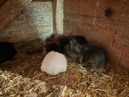 Bild 4:Süße kleine Meerschweinchen