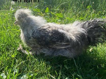 Bild 7:Seidenhühner