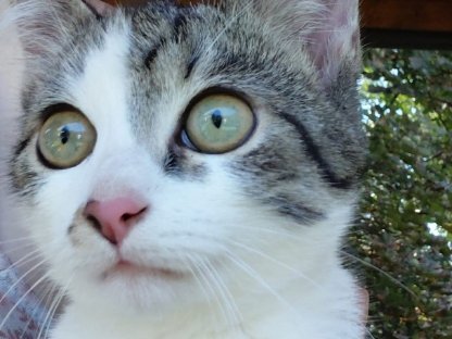 Katzenbaby