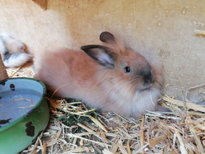 Bild 2:Löwenkopfkaninchen