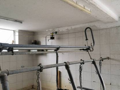 Bild 5:Rohrmelkanlage