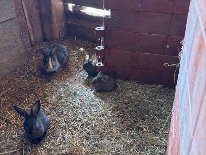 Bild 3:Zwergkaninchen