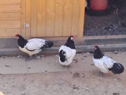 Bild 7:Holländische Zwerghühner orangehalsig und Altsteirer Hühner