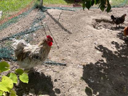 Bild 8:Hähne und Hennen, Henne auch alleine