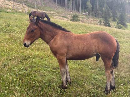 Bild 2:Noriker Hengstfohlen