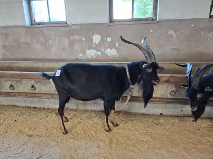 Pinzgauer Strahlenziege - Jungbock
