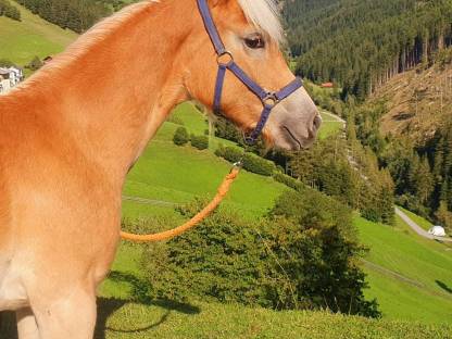 Bild 2:Haflinger Hengstfohlen