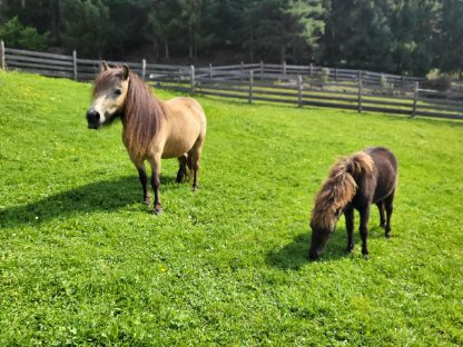 2 Austrian Minipony Stuten