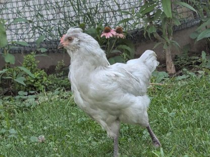 Lavender Araucana Hähne